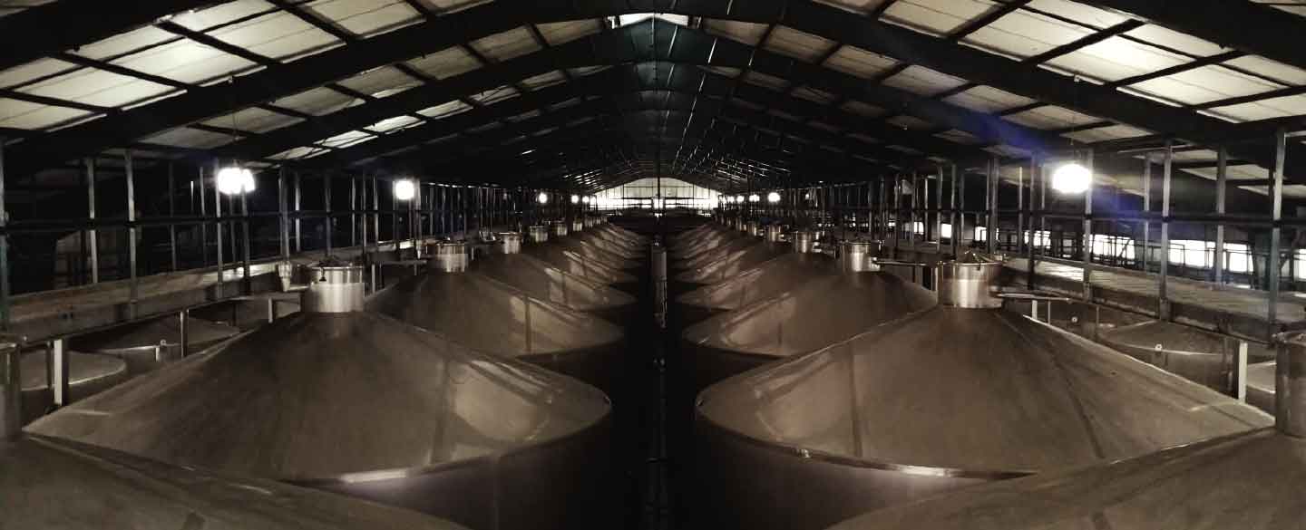 bodega maule