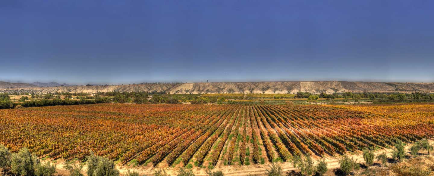 viñedo limari